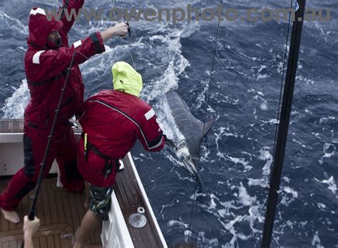 game fishing charters sydney|Home .